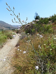 stephanomeria exigua